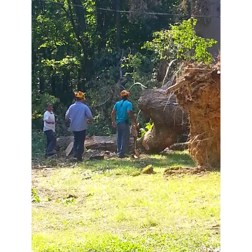 End of May 2024 this "dream team" rolled up in our yard and spent 1-1/2 days taking down trees that were so close to house