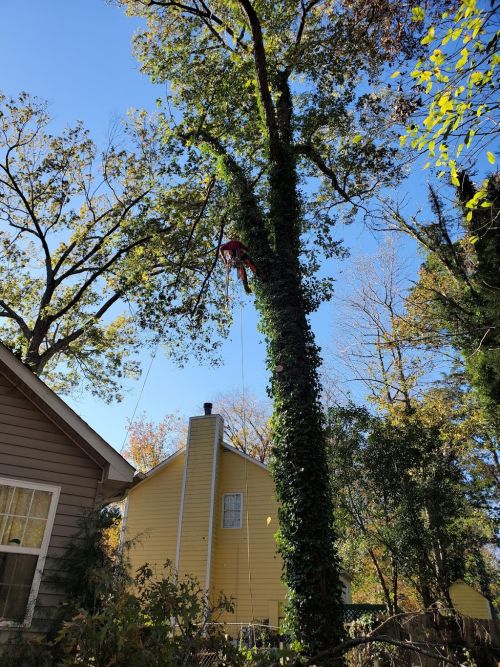  alt='Put simply, I was led on for two solid months that my tree service job would get completed. '