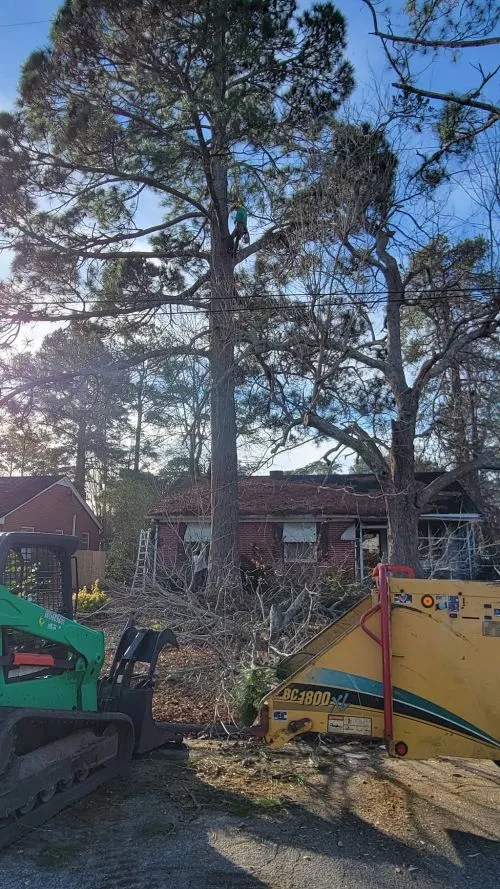 Tree M Removal cleared a large sections of trees for us this morning so we could start to open up our backyard