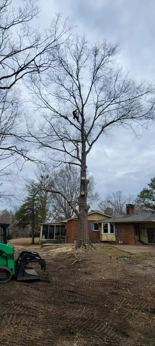 I give TreeMRemoval an A+ for great service. They are professional, reliable, efficient, and friendly