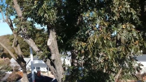  alt='Needed to have a large diseased pine tree removed. Travis and his team were amazing to watch'