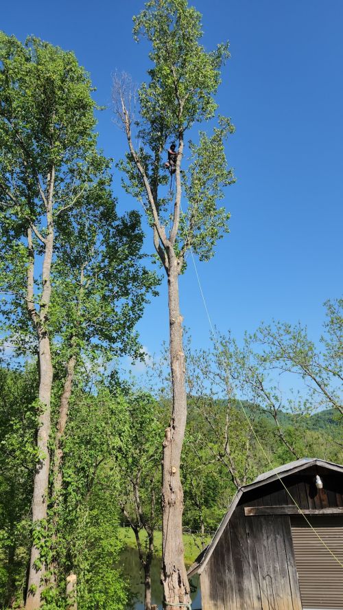  alt='Saul and his crew did a wonderful job removing four big trees leaning over our house, and trimming several others'