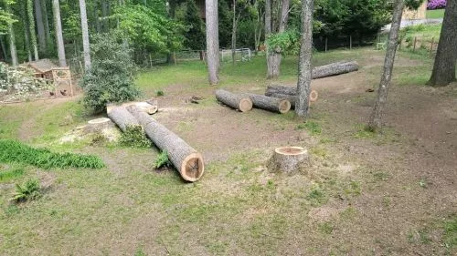 Saul and his crew did a wonderful job removing four big trees leaning over our house, and trimming several others