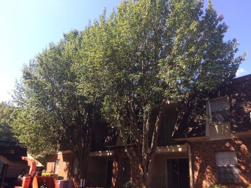  alt='Keith did a great job removing a large tree that was leaning towards house. Great price and great job!'