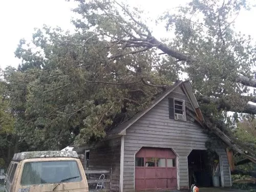 Expert tree service