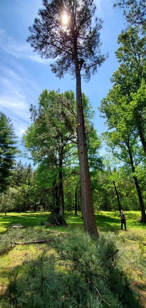 David does an awesome job cutting down trees!!! His knowledge and skill in removing branches and trees, placing them