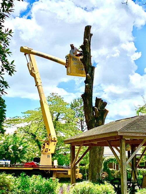  alt='Outstanding service. Levon’s tree service cleared all the small trees and underbrush/leaves/pine straw from the back of my'